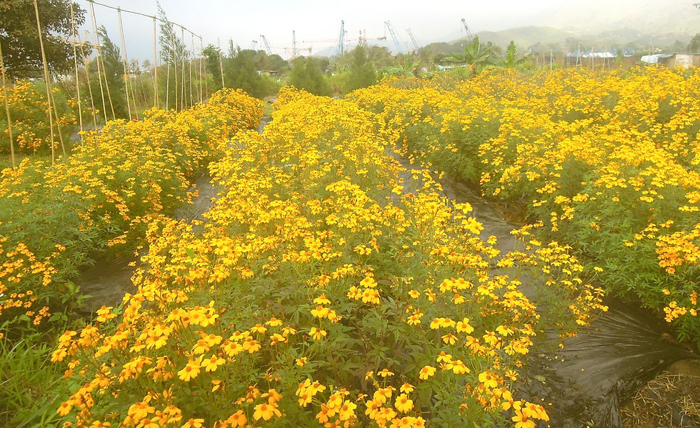 Jan 2016 Marigold in Bloom_edited_edited.jpg