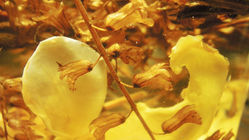 形而上的耕種理論:「格物致知」