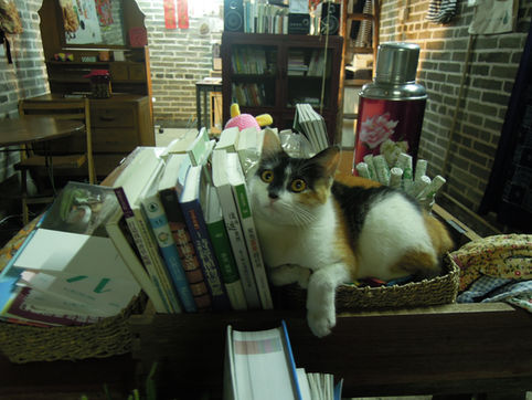 Little Memories : The most adorable cat in ST-154