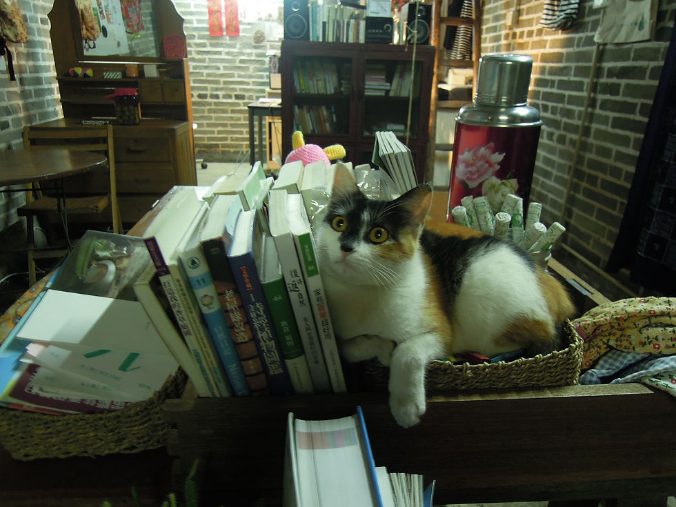 Her name is Little Bat Girl. The 2nd cat I encountered in ST-154, the days that I was still working as an editorial consultant for agricultural field.