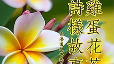 A Poetic Story of Frangipani Tea