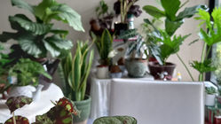5個為什麼你的室內植物生長不良及改善小撇步 ?