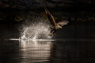 Örnriket 15-19 juli 2026