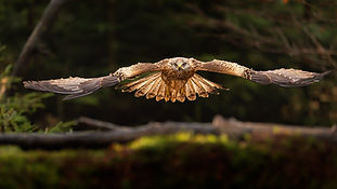 Gömslefoto Brutus 17-19 februari 2026