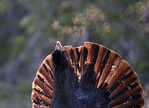 Tjäder o havsörn april-maj 2026