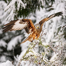 Gömslefoto Brutus 17-19nov 2026