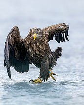 VINTERÖRNAR EXTRAGRUPP 2027