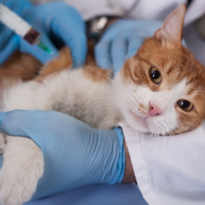 Simon shares the basics on cat vaccinations