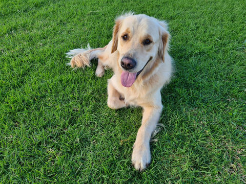 Happy Golden Retriever relaxing on grass
