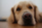 Mason the dog and the reason behind the business