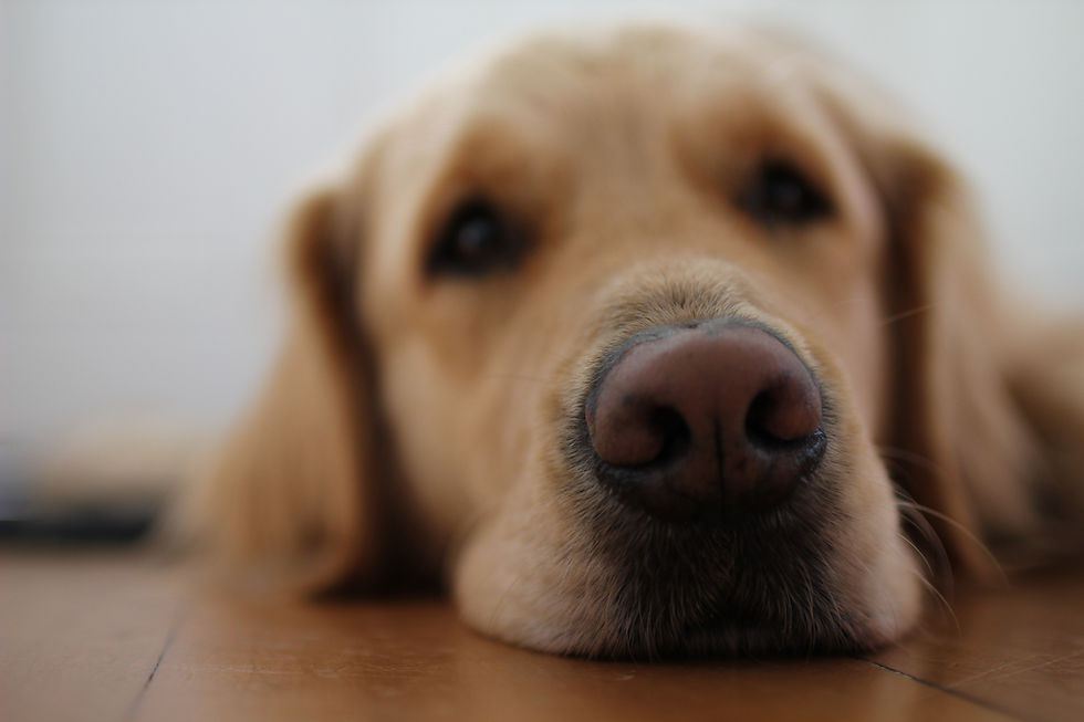 Mason the dog and the reason behind the business