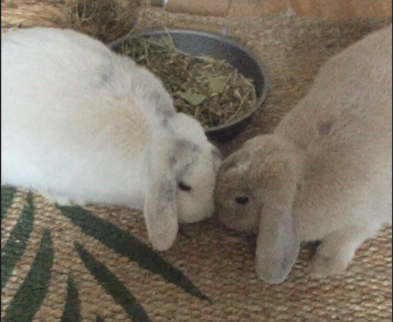 What Can Rabbits Teach Us About Human Trauma?