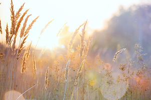 How it works - field of wheat