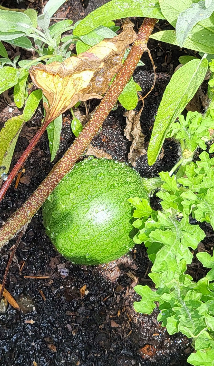 watermelon
