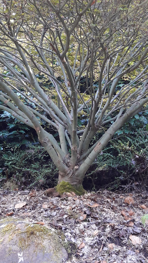 Garden Tree.jpg