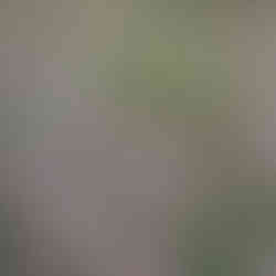 Gaura lindheimeri, Staude, Sommerblüher, Garten, Beet, pflegeleicht,