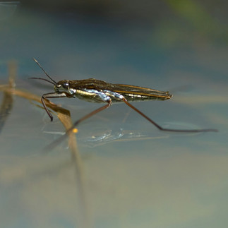 Mücken legen Eier in Wasserflächen wo sie sich zur Karve entwickeln