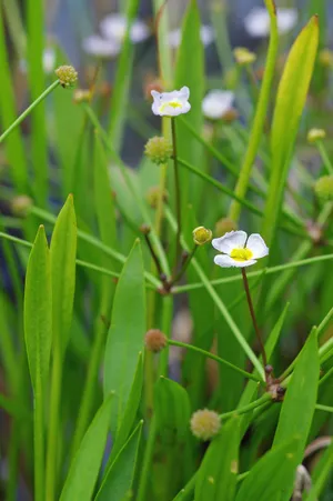 Baldellia ranunculoides, eine hübsche Wasserpflanze für den Flachwasserbereich