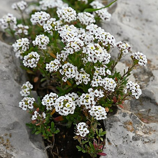 Lobularia marittima, Schaumkraut