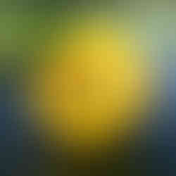 Nuphar lutea, Gelbe Teichrose gedeiht bis in 6 m Wassertiefe