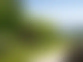Sichtschutz mit Gehölzen planen mit Weitblick