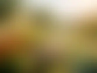 Welche Pflanzen vertragen Hitze im Garten?