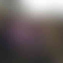 Steppensalbei, Salvia nemorosa, Staude, Bepflanzung, pflegeleicht, Staudenbeet, Naturgarten