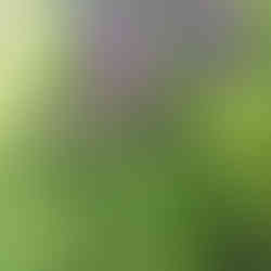 Auch im Schatten gedeihen wunderschöne Wildblumen