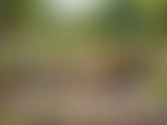 Planungsratgeber für Natursteinmauern im Garten