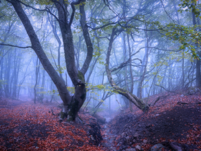 Magic and The Quiet Mind