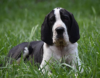 European Great Dane