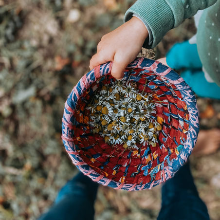 Harvesting Herbs