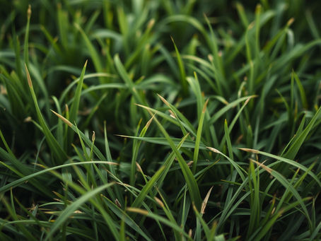 Doğu Anadolu Bölgesi Çim Tohumu