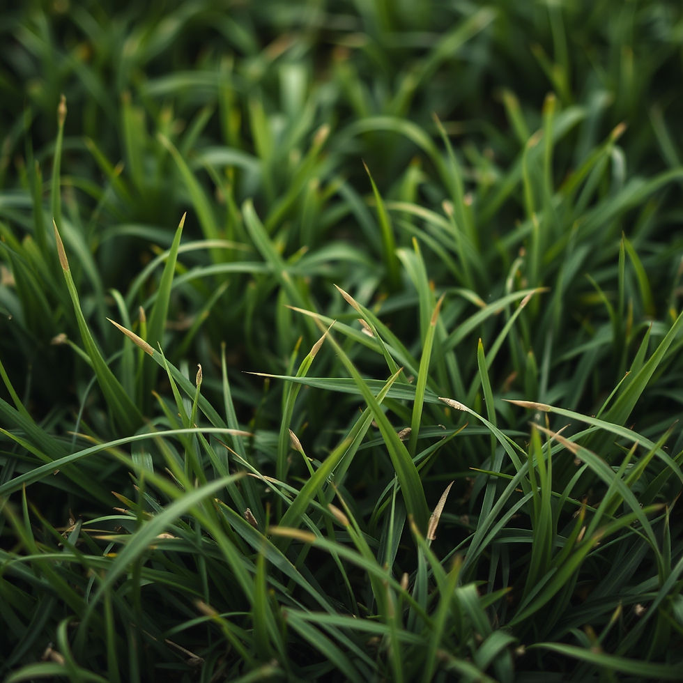 Doğu Anadolu Bölgesi Çim Tohumu