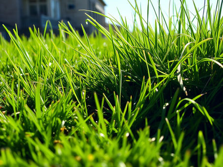 İstanbul Çim Tohumu, Zekeriyaköy, Sarıyer & Beykoz Villa Çimi 