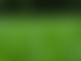 Konya çim tohumu satın al