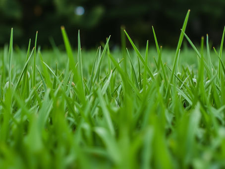 Konya çim tohumu satın al
