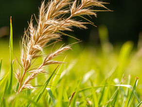 Bahçe Çim Ekimi: Adım Adım Rehber ve En İyi Uygulamalar