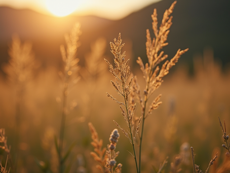 Ankara'da Toptan Çim Tohumu Satışı