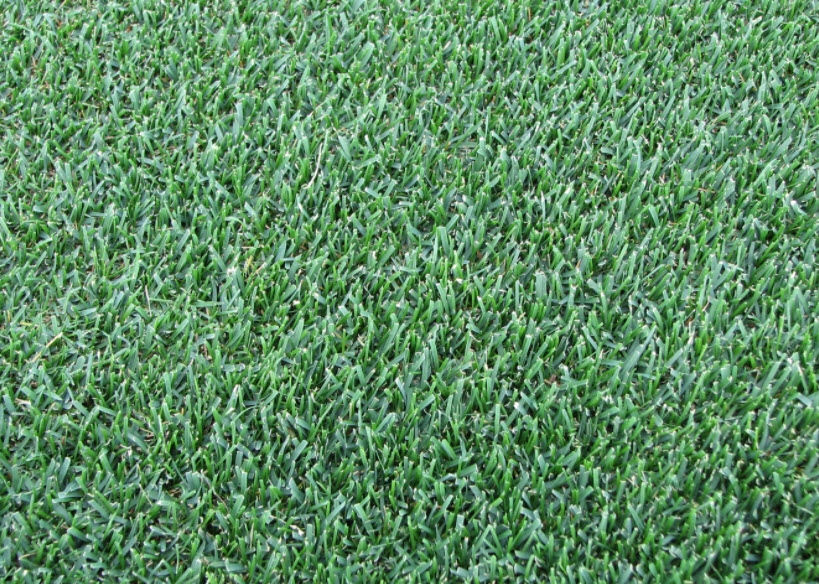 Küçük resim: Poa Pratensis Çim Tohumu (Çayır Salkım Otu) - 10 kg