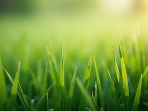 Çim Tohumu Satışında Doğru Tercih: Çimag Premium Çim Tohumları