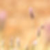 Anke Canva.jpg
