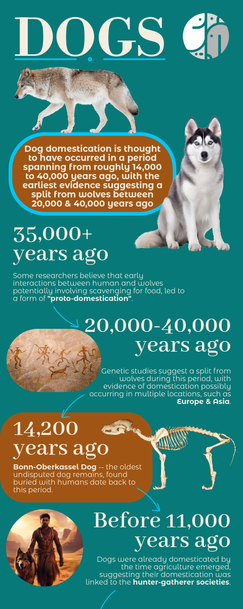 Infographic on dog domestication timeline: wolf, husky, cave art, skeleton. Text details domestication stages from over 35,000 years ago.