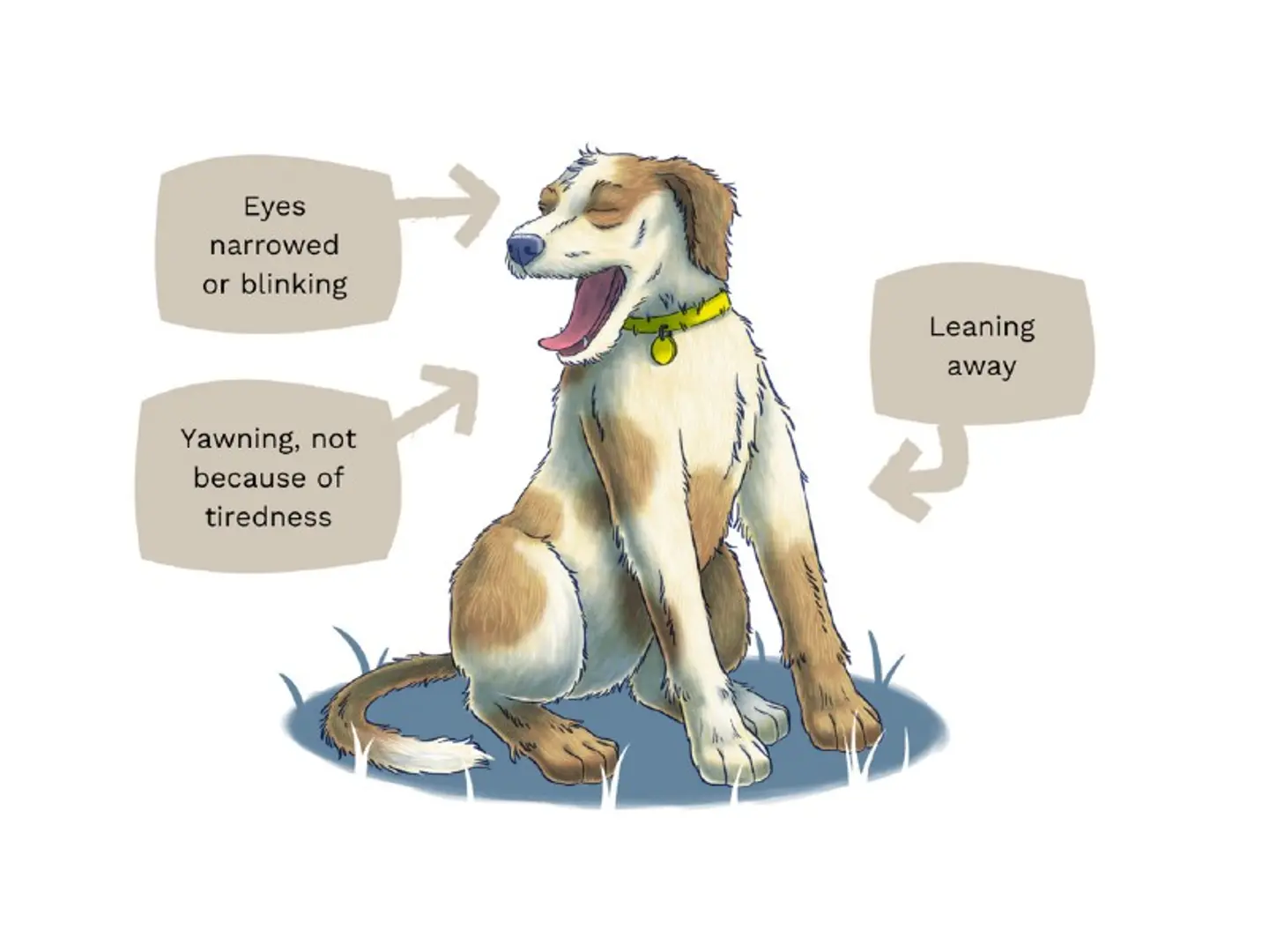 An illustration of a dog with brown and white fur, sitting and leaning away, eyes narrowed or blinking, and mouth open in a large yawn that isn’t related to tiredness.
