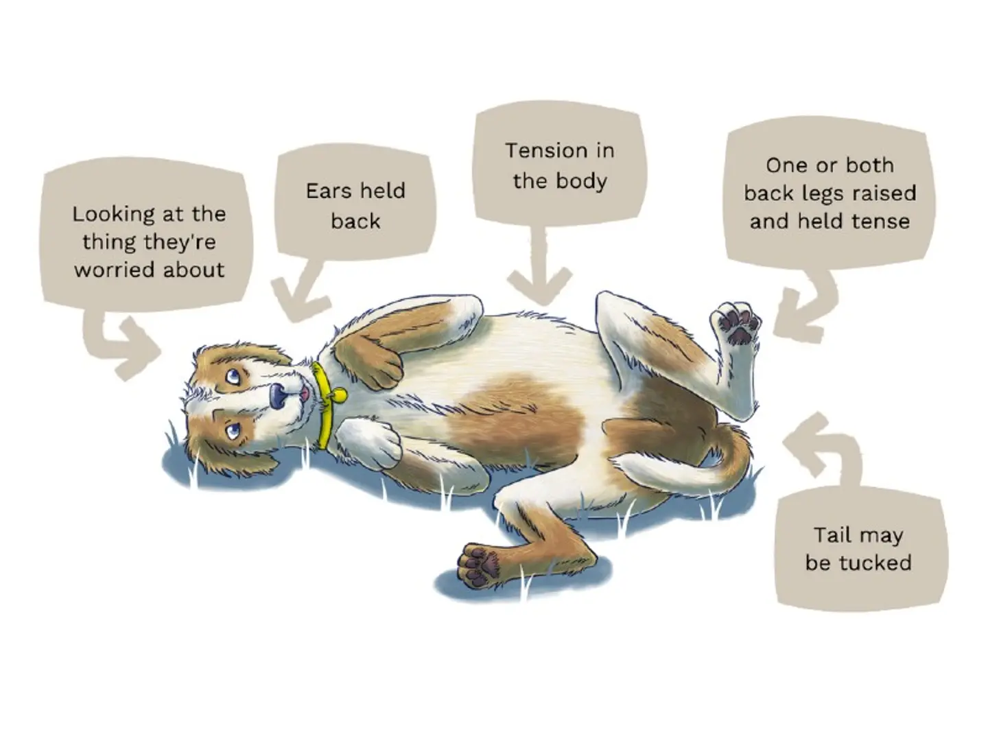 An illustration of a dog lying on its back with brown and white fur, ears held back, looking at something it’s worried about, body tense, one or both back legs raised and held stiffly, and tail possibly tucked.