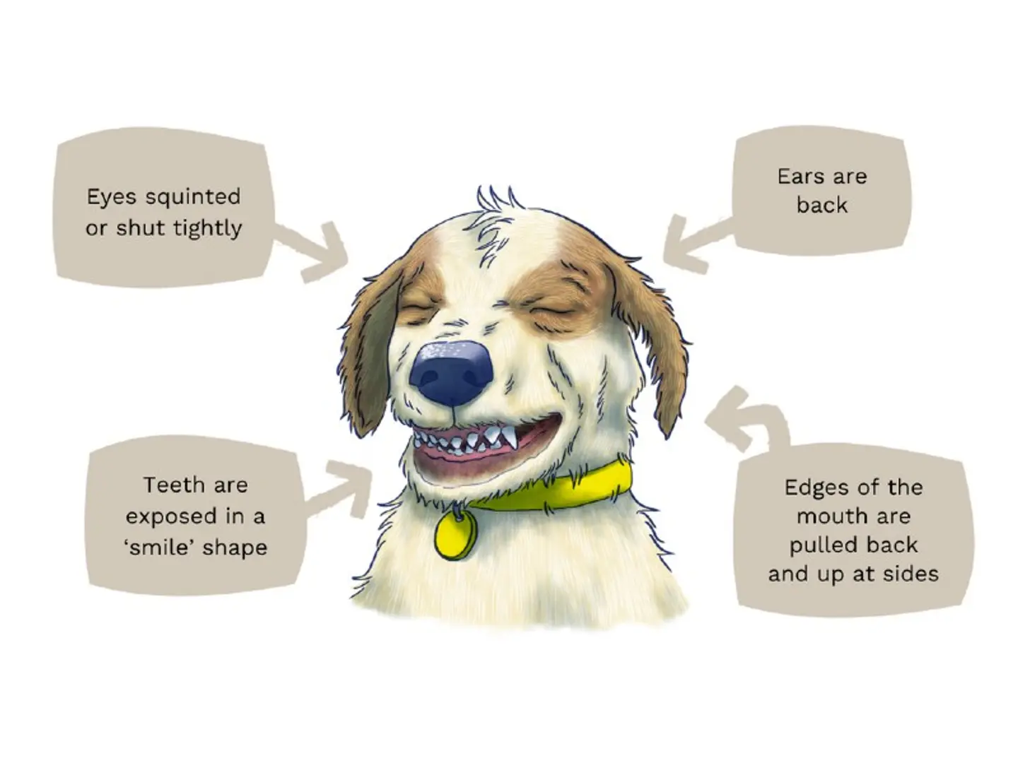 An illustration of a tense dog with brown and white fur, ears pinned back, eyes squinted or shut tightly, mouth edges pulled back and up at the sides, and teeth exposed in a ‘smile’ shape.