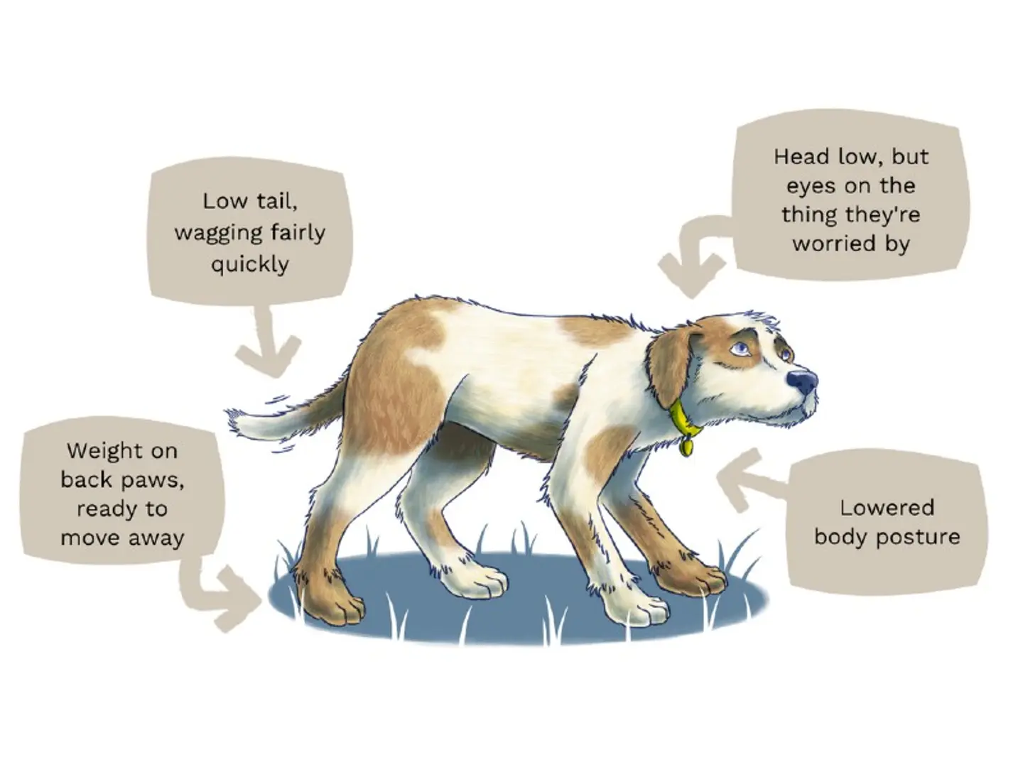 An illustration of a worried dog with brown and white fur, holding its head low and its eyes focused on something concerning. The dog’s tail is low and wagging quickly, its body posture is lowered, and its weight is on its back paws as if ready to move away..