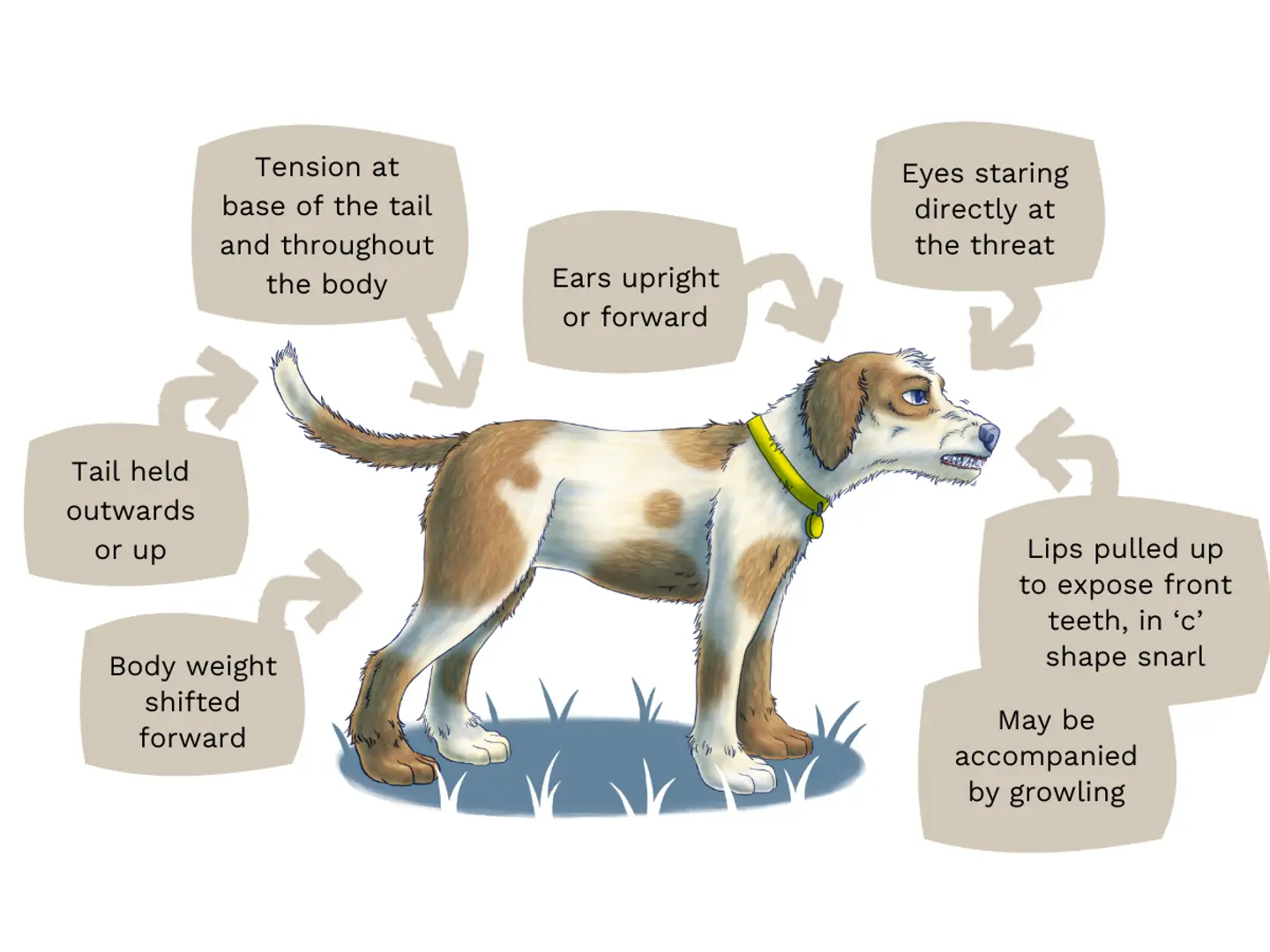 An illustration of a dog with brown and white fur presenting aggressive signs, including tension at the base of the tail and throughout the body, tail held outward or up, body weight shifted forward, ears upright or forward, eyes staring directly at the threat, and lips pulled up to expose the front teeth in a ‘c’ shape snarl that may be accompanied by growling.