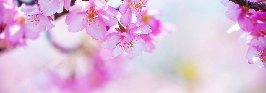 bigstock-bright-pink-cherry-blossoms-in-61607897.jpg