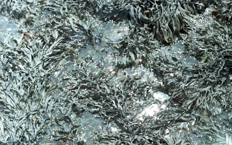 Susann Carmen Jagodzinska -83.jpg